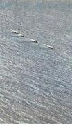 fuchs karavan av snovesslor startar mot sydpolen fran shackletonlagret vid weddellhavet william r clark